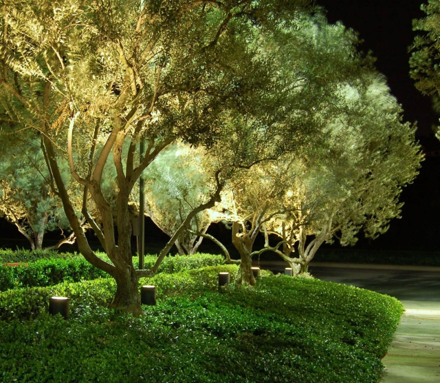 Olive Trees - Newport Coast