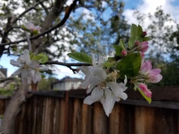apple blossoms 2