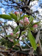 apple blossoms 4